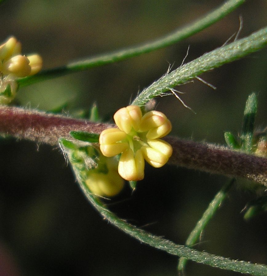 Image of Bassia laniflora specimen.