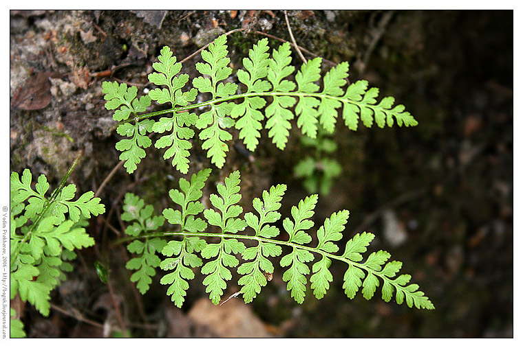 Изображение особи Cystopteris fragilis.