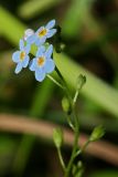 Myosotis palustris. Соцветие. Республика Татарстан, Волжско-Камский заповедник, оз. Раифское. 08.07.2011.