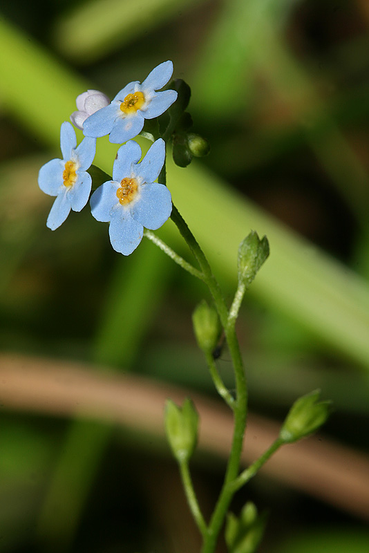 Изображение особи Myosotis palustris.