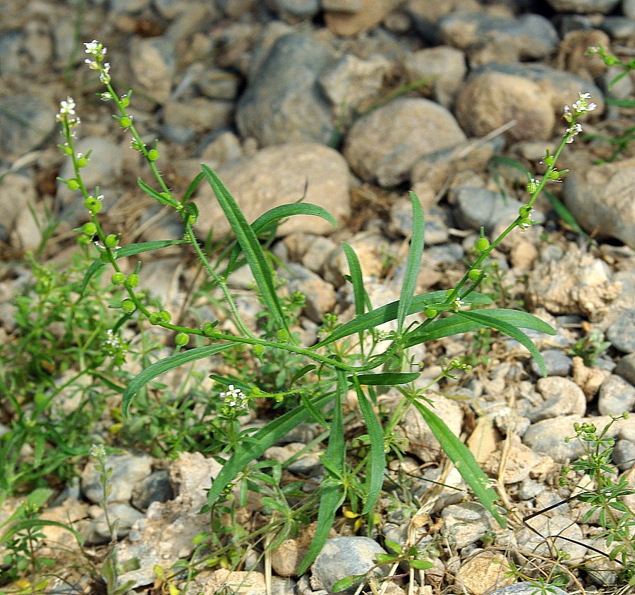 Image of Litwinowia tenuissima specimen.