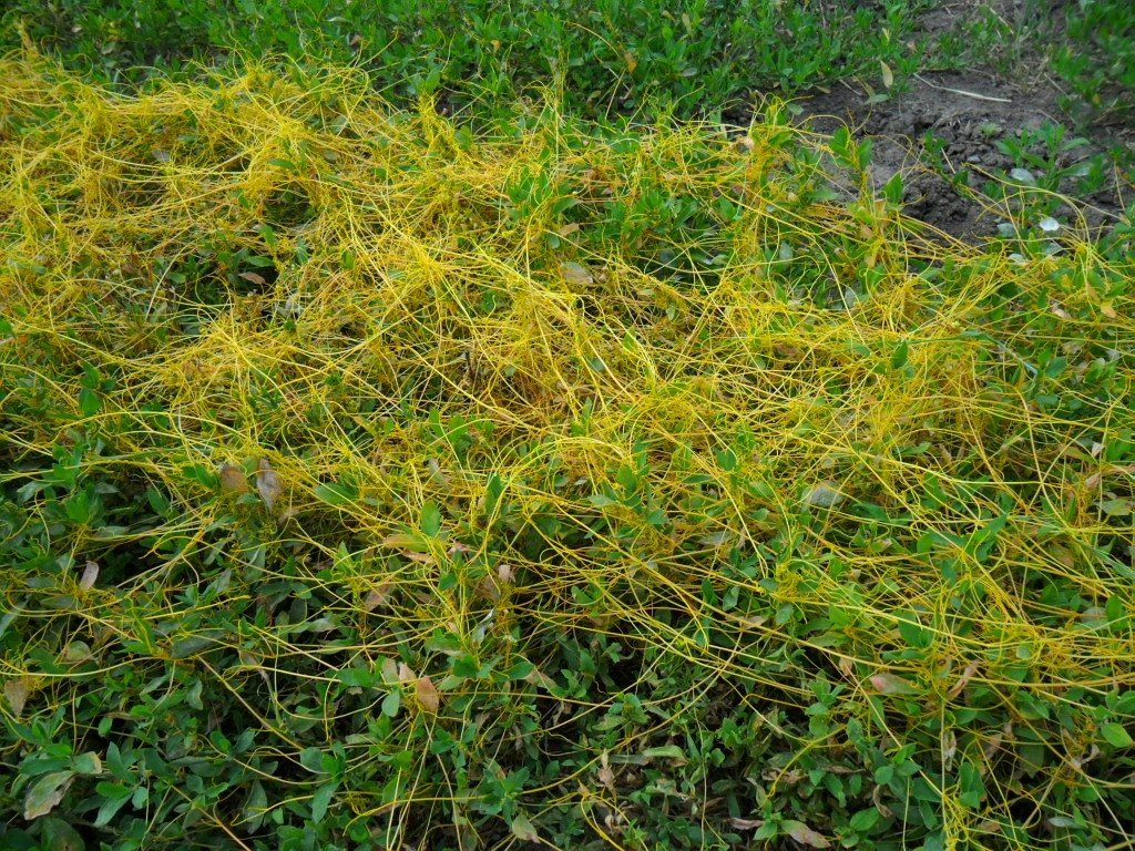 Image of Cuscuta campestris specimen.