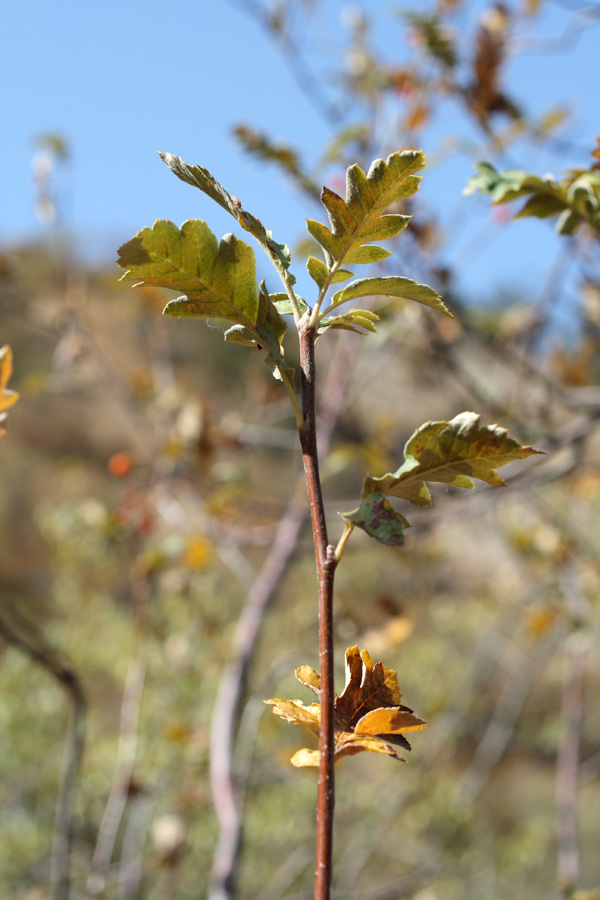 Изображение особи Sorbus turkestanica.