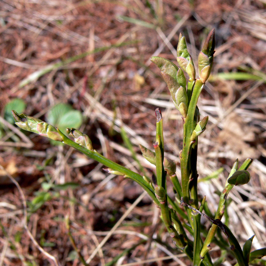 Изображение особи Vaccinium myrtillus.