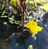 Utricularia vulgaris. Нижняя часть цветоносного побега с цветком. Коми, окр. г. Сыктывкар, Алёшино, долина р. Вычегды, старица. 16.07.2011.