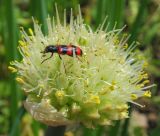 Allium fistulosum