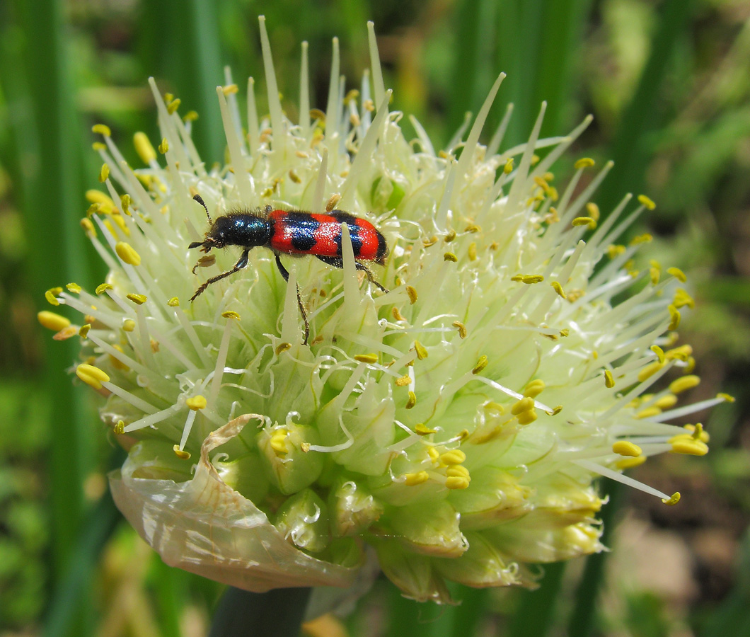 Изображение особи Allium fistulosum.