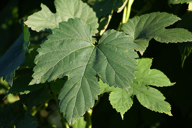 Image of Humulus lupulus specimen.