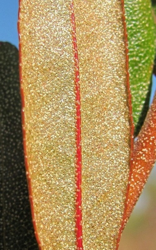 Image of Chamaedaphne calyculata specimen.