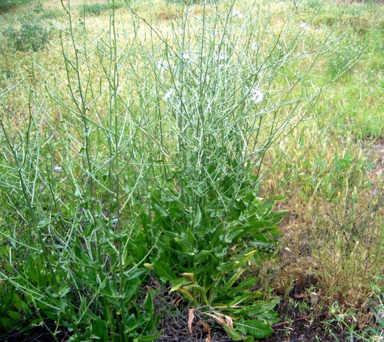 Image of Cichorium intybus specimen.