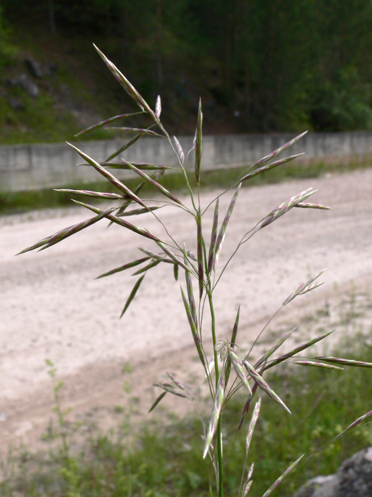 Изображение особи Bromopsis inermis.