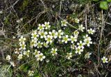 Diapensia obovata. Цветущее растение. Хабаровский край, хр. Баджал, нижнее течение р. Урми-Макит (левый приток р. Герби). 28.06.2008.