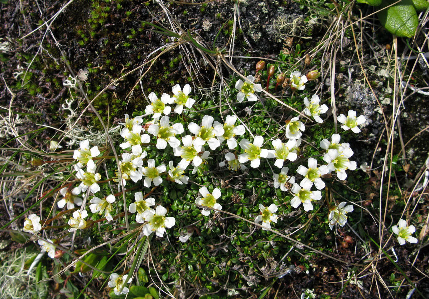 Image of Diapensia obovata specimen.