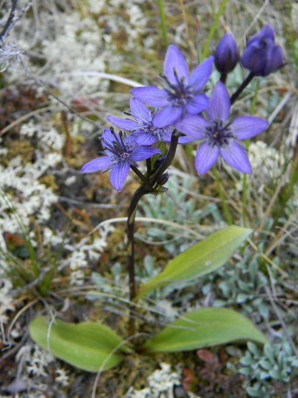 Image of Swertia obtusa specimen.