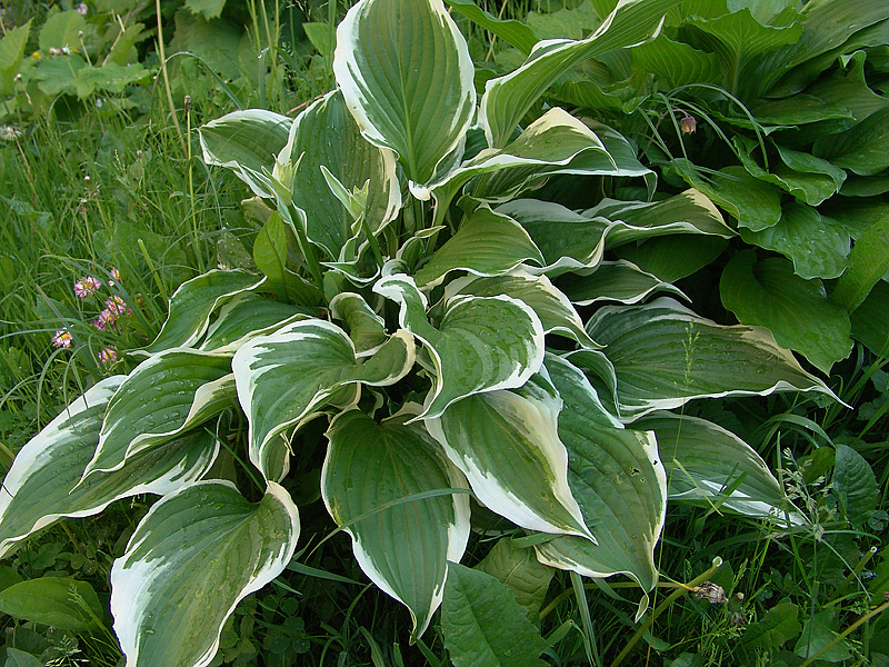 Image of Hosta albomarginata specimen.