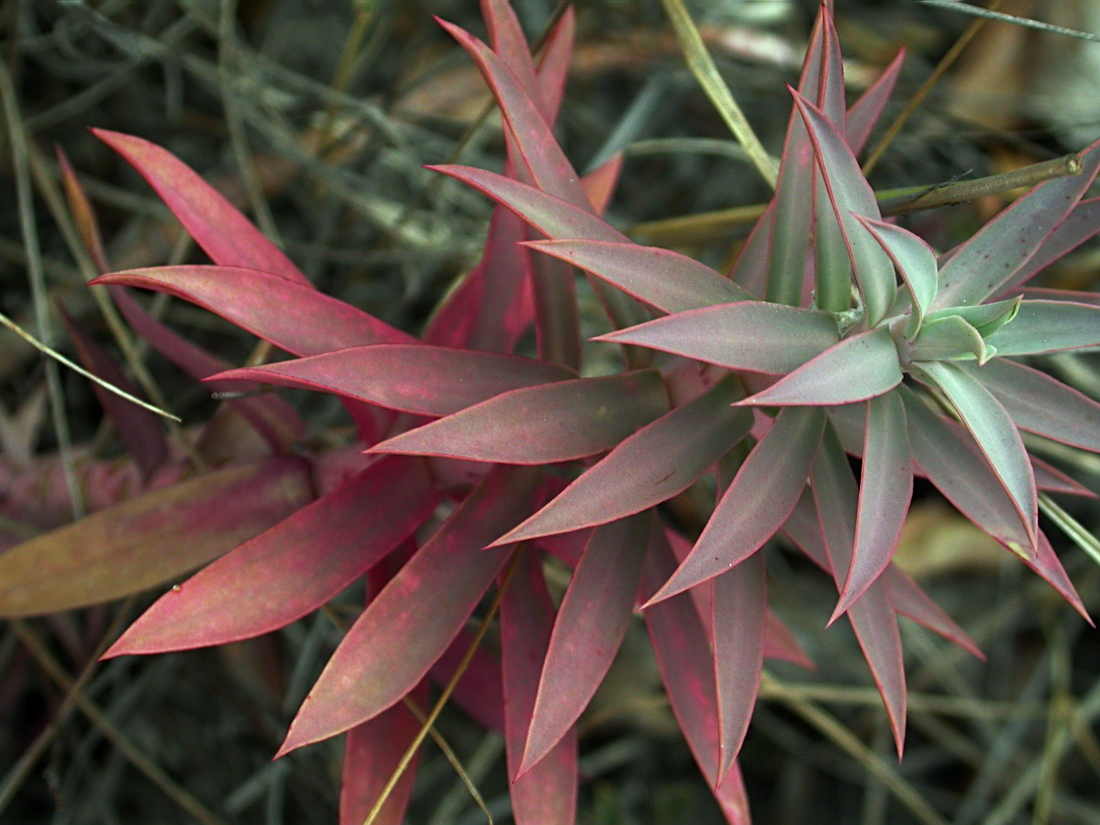 Изображение особи Euphorbia rigida.