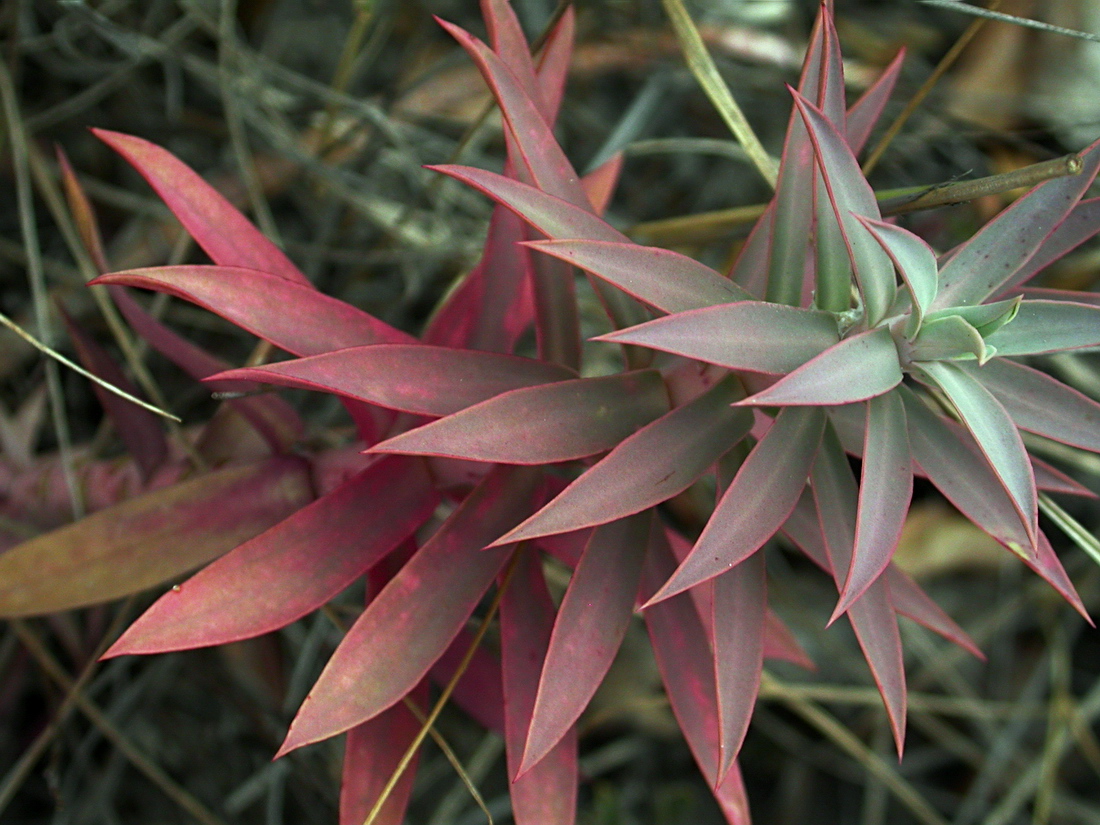 Image of Euphorbia rigida specimen.