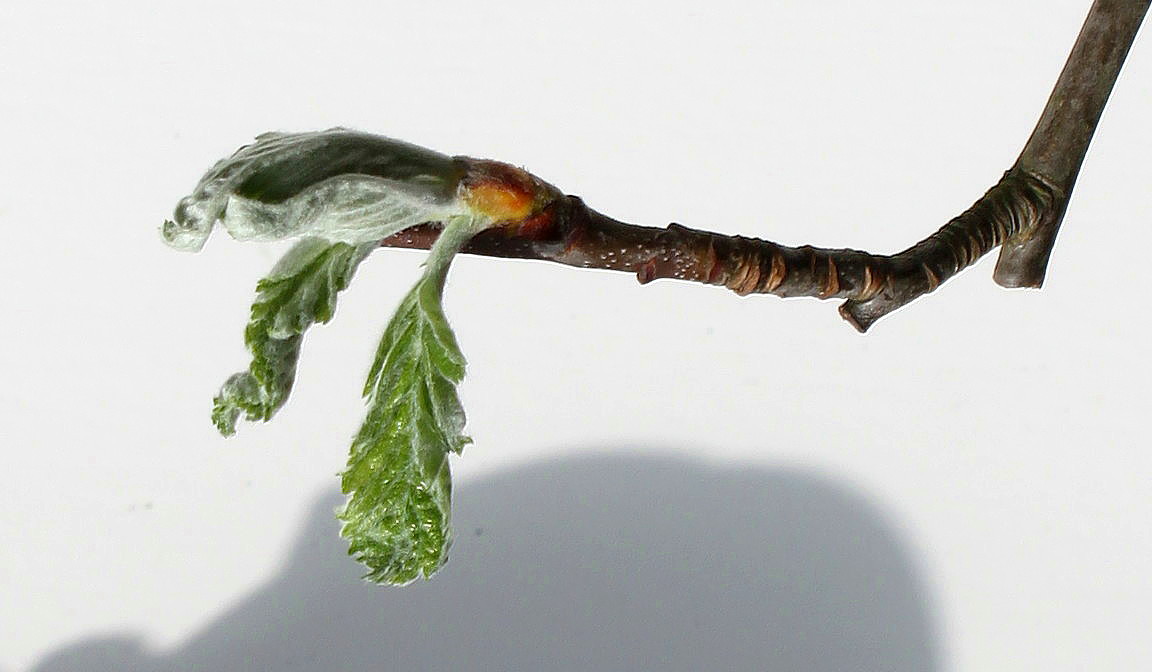 Image of Sorbus × thuringiaca specimen.