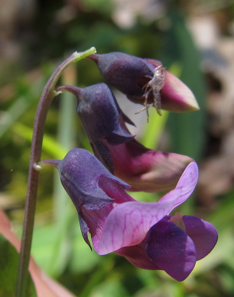 Image of Lathyrus linifolius specimen.