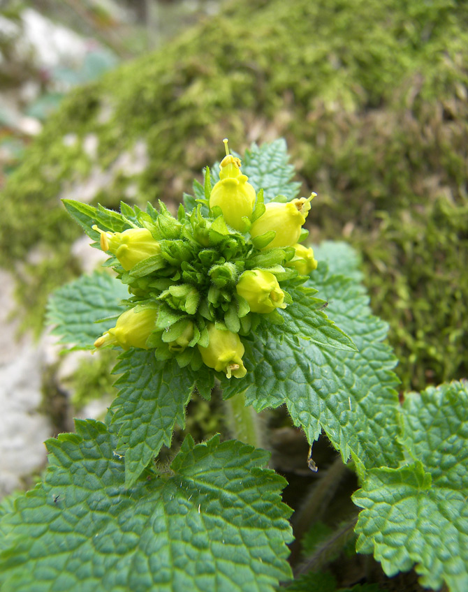 Image of Scrophularia chrysantha specimen.