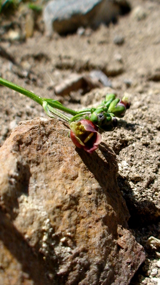 Изображение особи Scrophularia zvartiana.