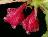 Weigela florida. Бутоны. Германия, г. Кемпен, в парке. 04.05.2012.