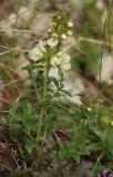 род Stachys. Цветущее растение. Черногория, Динарское нагорье, горный массив Дурмитор. 05.07.2011.