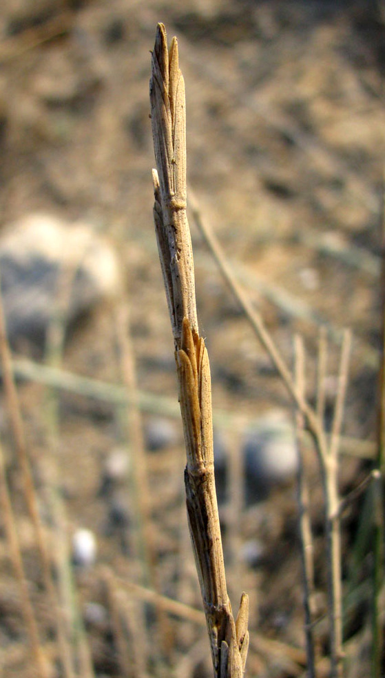Изображение особи Elytrigia bessarabica.