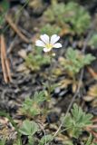 Cerastium arvense