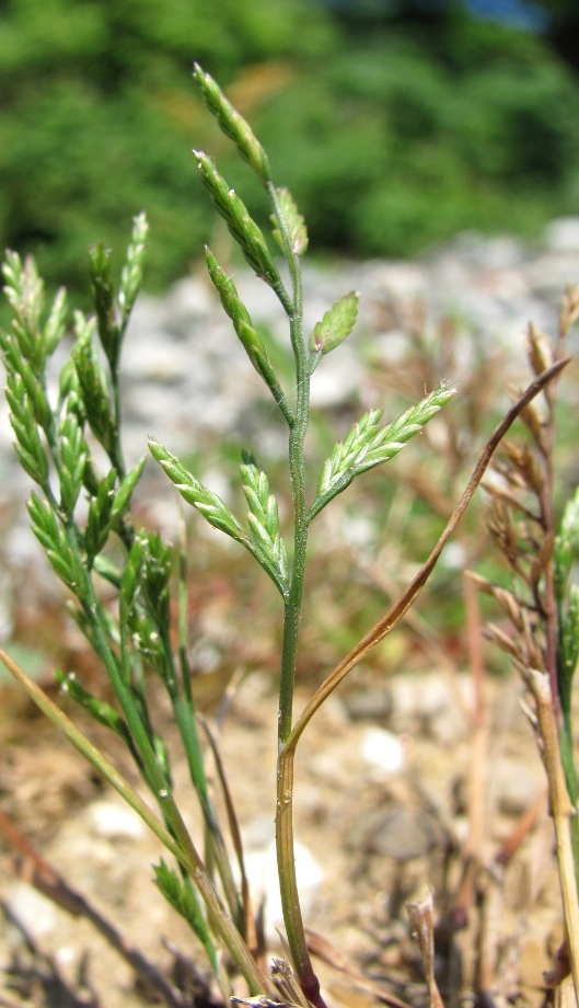 Image of Scleropoa rigida specimen.