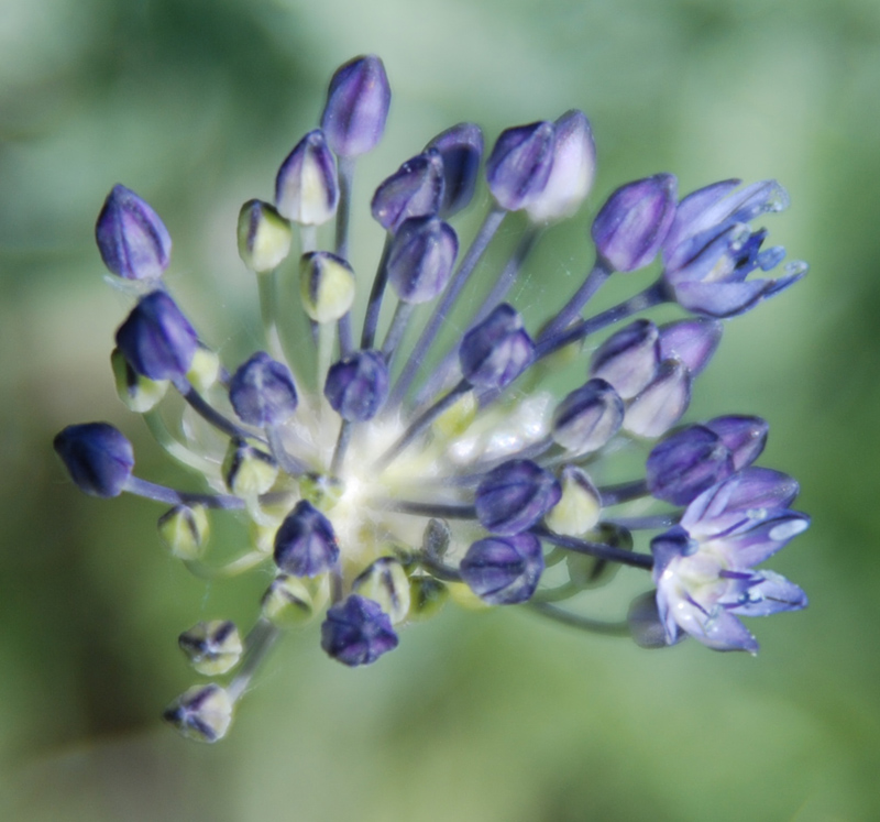 Image of Allium caeruleum specimen.