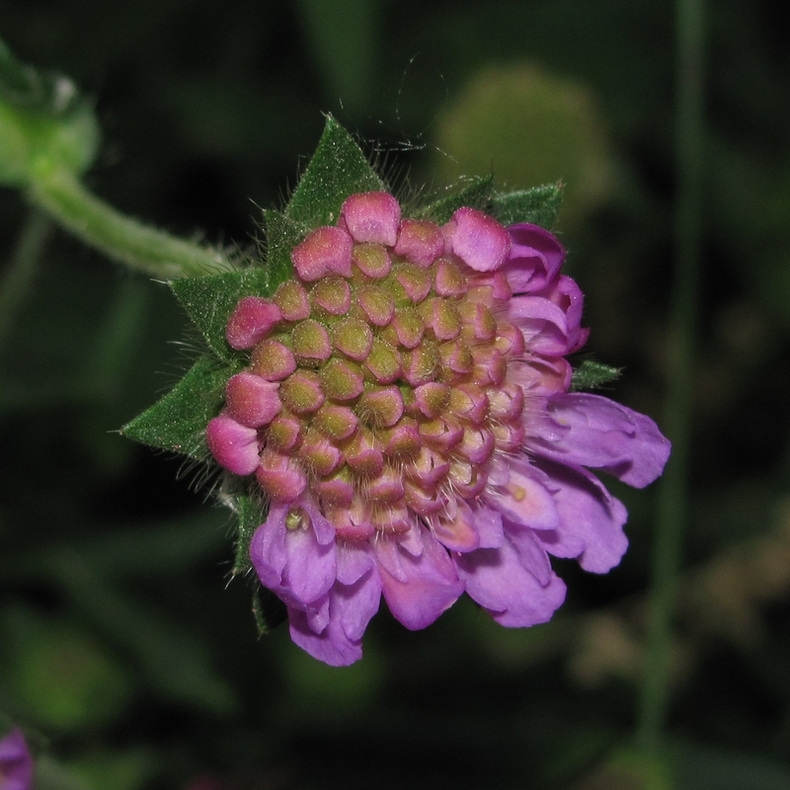 Image of Knautia arvensis specimen.