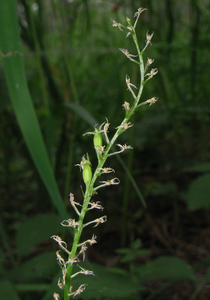 Image of Malaxis monophyllos specimen.