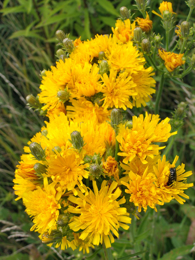 Image of Picris hieracioides specimen.