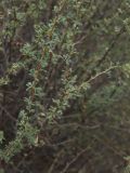 Caragana grandiflora