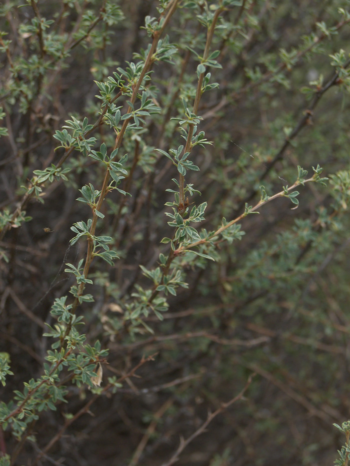 Image of Caragana grandiflora specimen.