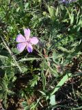 Geranium tuberosum. Цветущее растение. Север Краснодарского края, Кущёвский заказник. 20.04.2009.