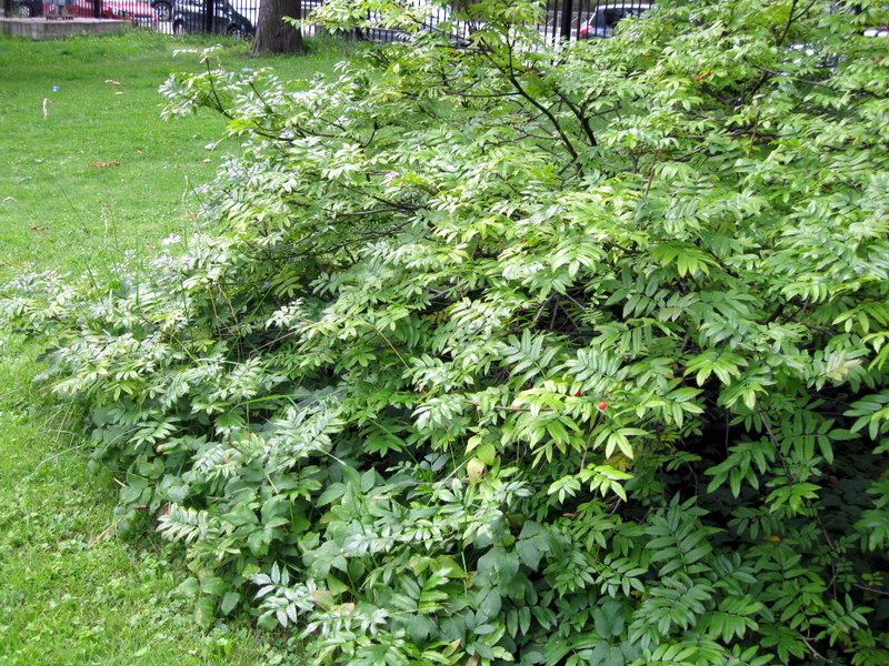 Изображение особи Sorbus sambucifolia.
