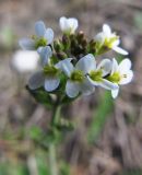 Arabidopsis thaliana