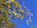 genus Catalpa