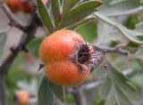 Crataegus orientalis