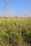 Calamagrostis glomerata