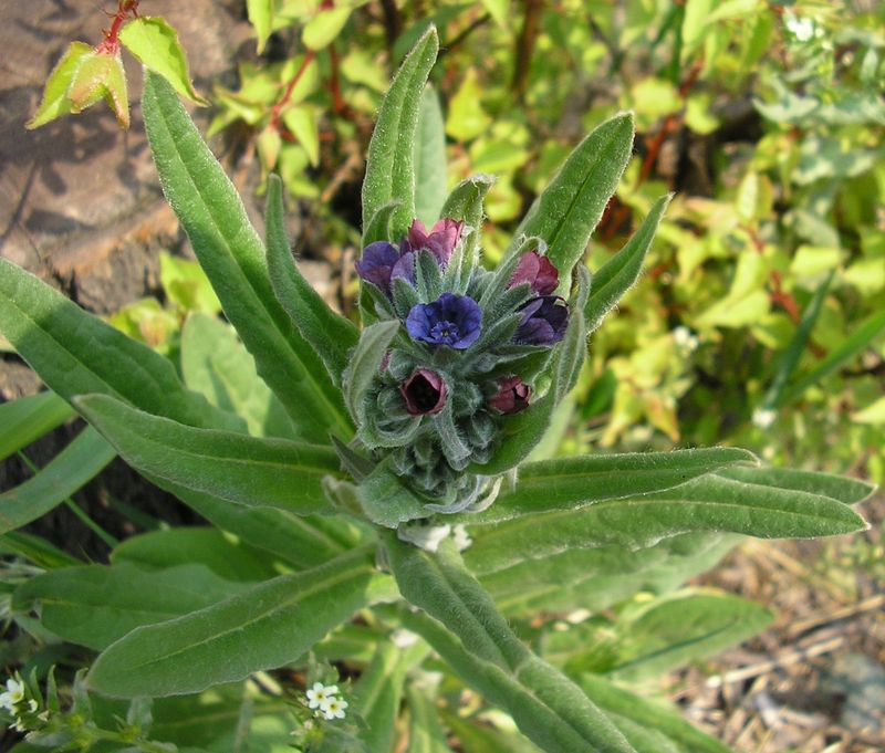 Изображение особи Cynoglossum officinale.