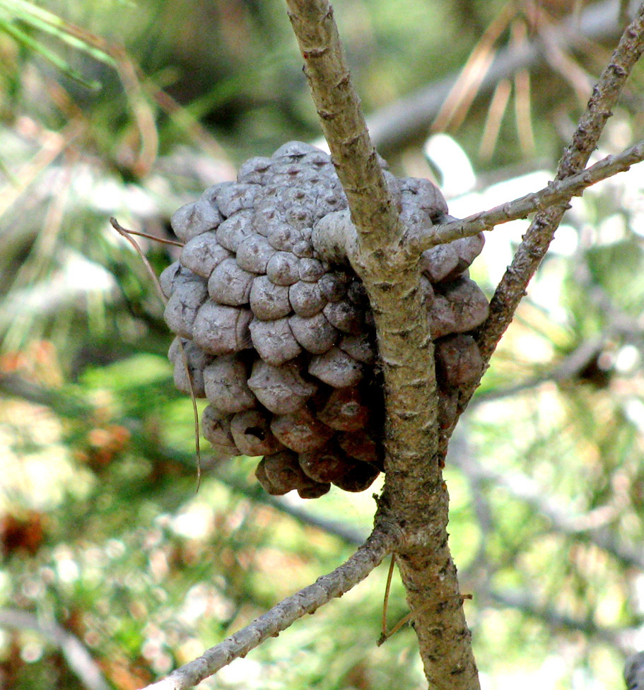 Изображение особи Pinus halepensis.