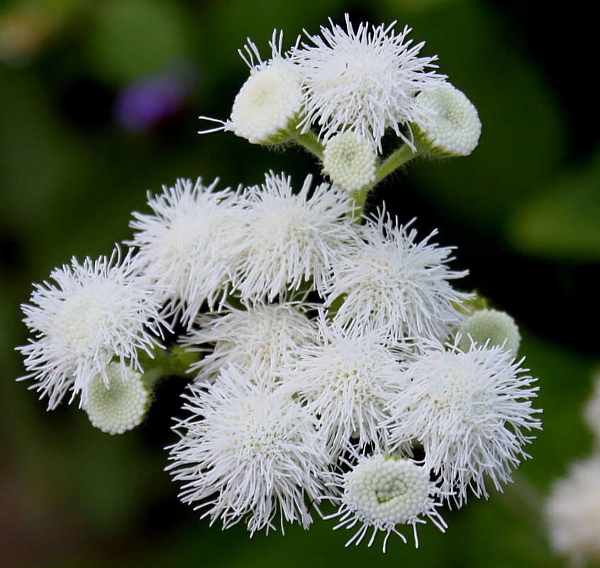 Image of Ageratum houstonianum specimen.