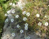 Minuartia oreina