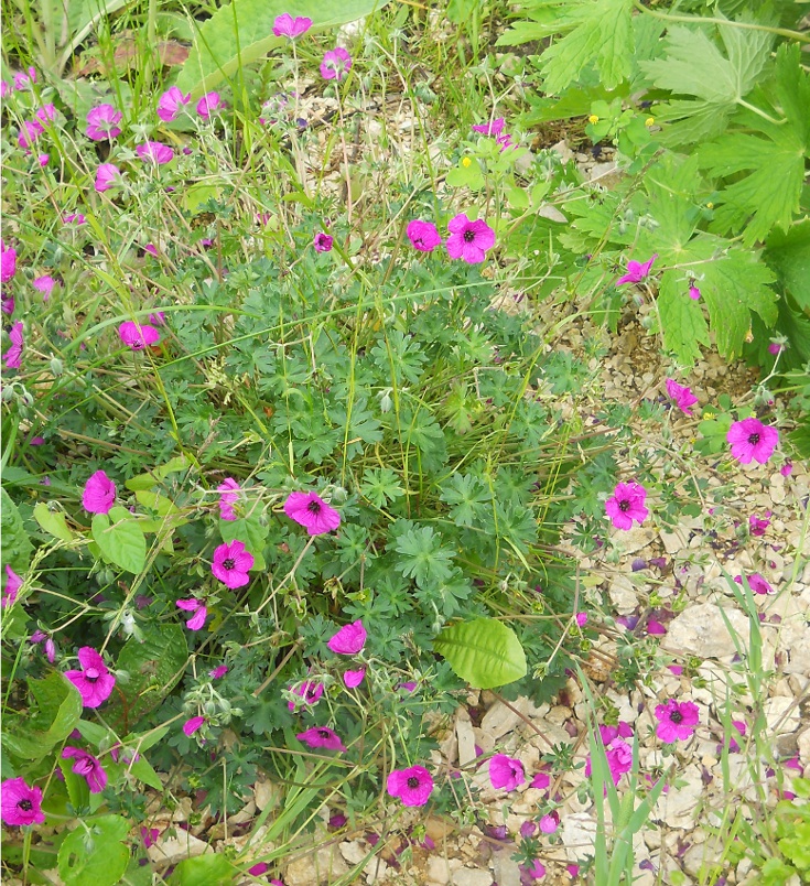 Изображение особи Geranium subcaulescens.