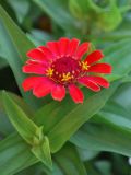 Zinnia elegans