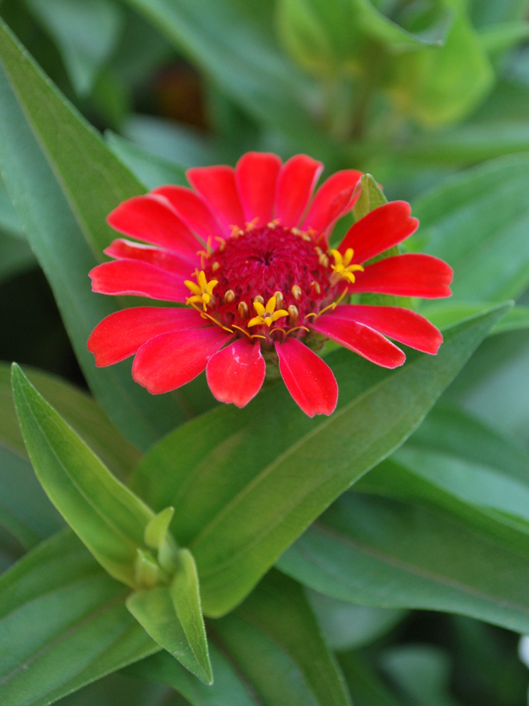 Image of Zinnia elegans specimen.