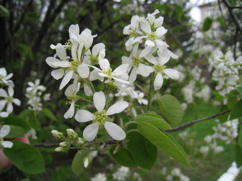 Image of Amelanchier spicata specimen.